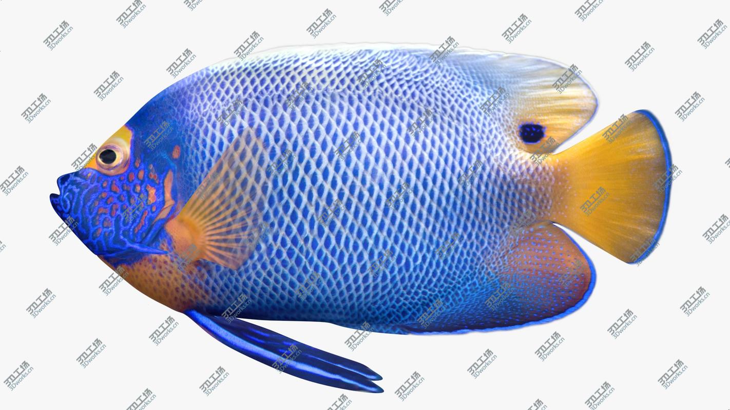 images/goods_img/202105071/3D model Blueface Angelfish Animated/5.jpg